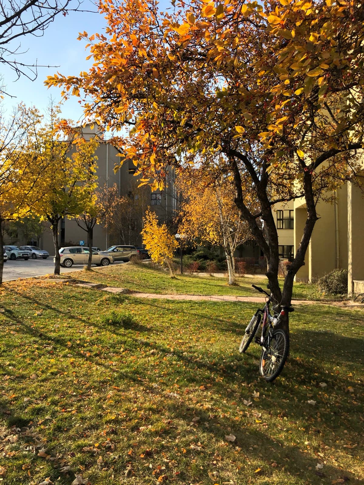 Bilkent kampüsünde sonbahar
