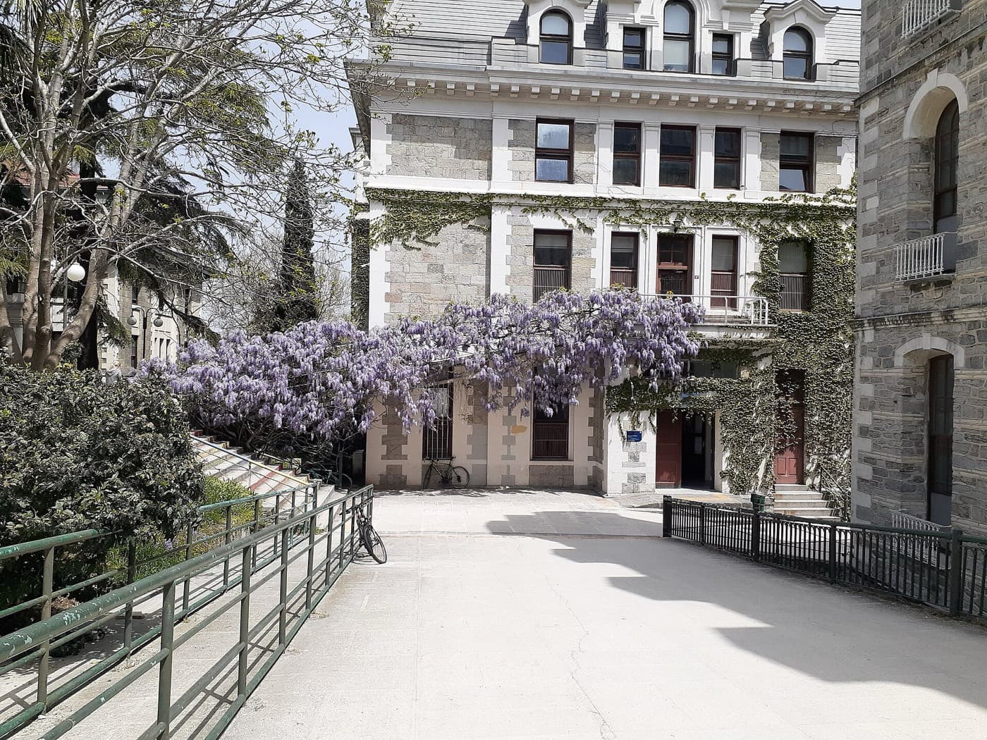 Boğaziçi Güney Kampüs'te mor salkım